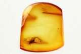 Detailed Fossil Jumping Plant Lice (Psyllidae) in Baltic Amber #362665-2